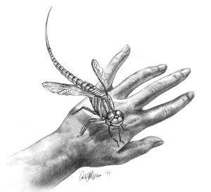 Parafly (Carol Phillips)